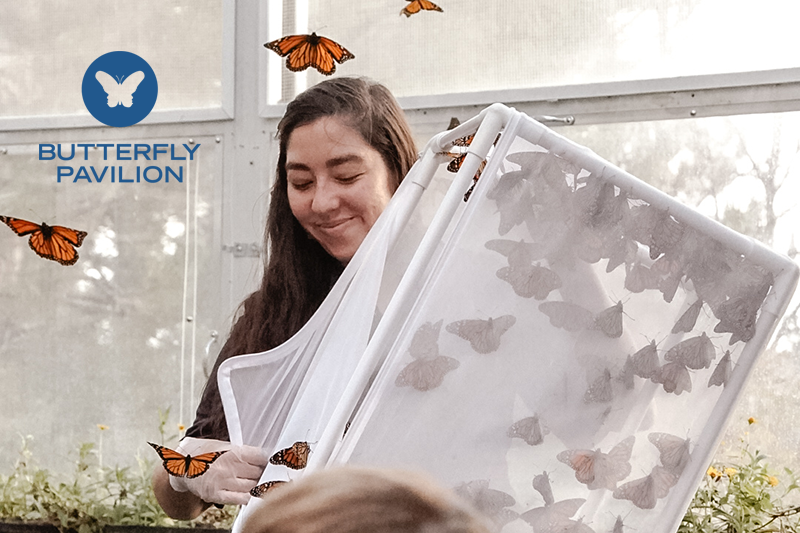 Butterfly Pavilion